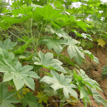 Guarantee germination castor seeds Ricinus communis seeds for planting